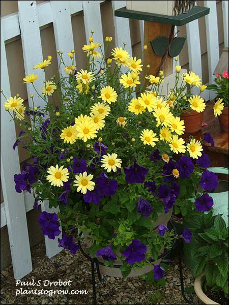 Yellow Marguerite Daisy in a pot with Blue Super Cascade Petunia. This was growing in 1/2 day full sun.